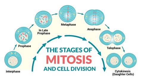 The Cell Cycle And Mitosis Review Article Khan Duplication Division - Duplication Division