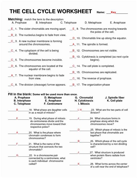 The Cell Cycle Coloring Worksheet Answer Key Plant Cell Coloring Worksheet Answer Key - Plant Cell Coloring Worksheet Answer Key