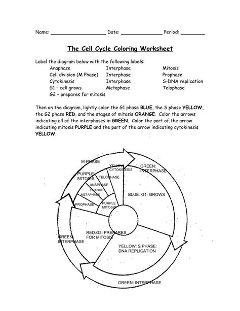 The Cell Cycle Coloring Worksheet Docslib Cell Cycle Coloring Worksheet Key - Cell Cycle Coloring Worksheet Key