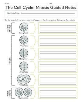 The Cell Cycle Mitosis Guided Notes Education Com Mitosis 8th Grade Worksheet - Mitosis 8th Grade Worksheet
