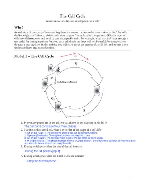 The Cell Cycle Pogil
