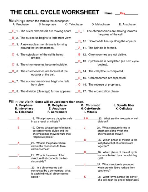 The Cell Cycle Worksheet Answer Key Answers Fanatic The Business Cycle Worksheet - The Business Cycle Worksheet