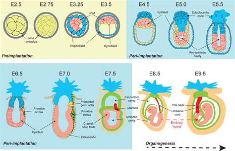the cell surface in embryogenesis and carcinogene
