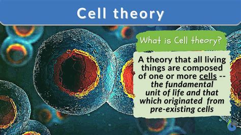 The Cell Theory Characteristics Of Cells Worksheet Live The Cell Worksheet - The Cell Worksheet