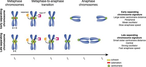The Centromere Splits During