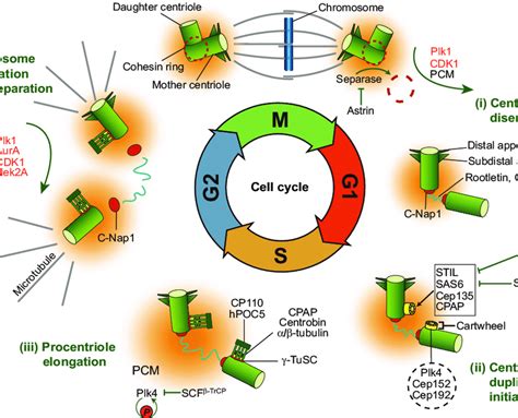 The Centrosome Cycle Centriole Biogenesis Duplication And Nature Duplication Division - Duplication Division