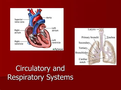 The Circulatory And Respiratory Systems Khan Academy Circulatory And Respiratory System Worksheet - Circulatory And Respiratory System Worksheet