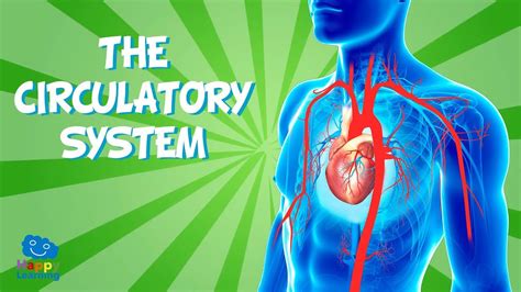 The Circulatory System Educational Video For Kids Youtube Circulatory System 4th Grade - Circulatory System 4th Grade