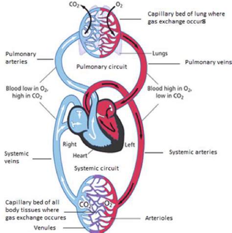 The Circulatory System Review Article Khan Academy Blood Flow Science - Blood Flow Science