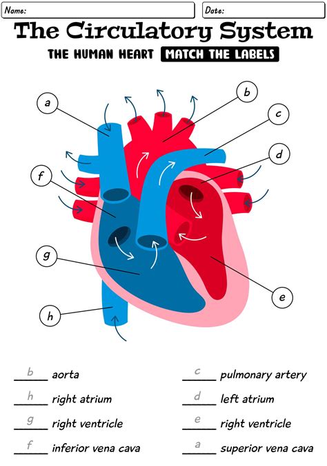 The Circulatory System Worksheet Answer Key