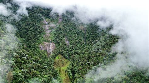 The Cloud Forest Catalogue Of Rocks