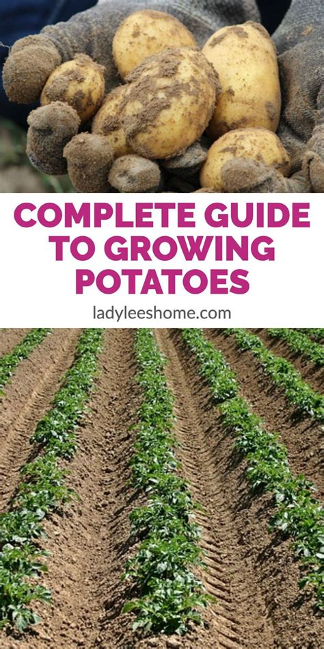 The Complete Guide To Growing And Using Sprouts E