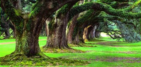 The Continuity Of Parks