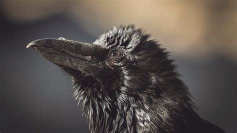 The Crow 4k