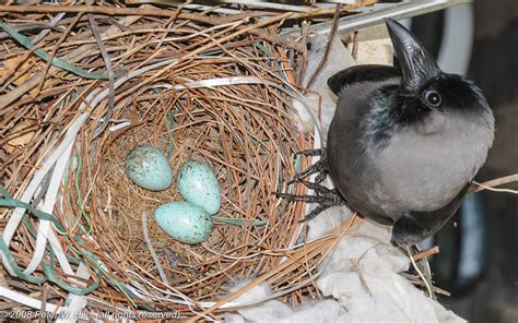 The Crow House