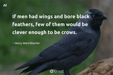 The Crow Phrases