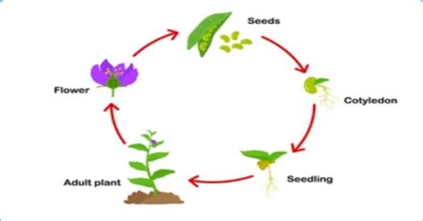 The Cycle Of Nature