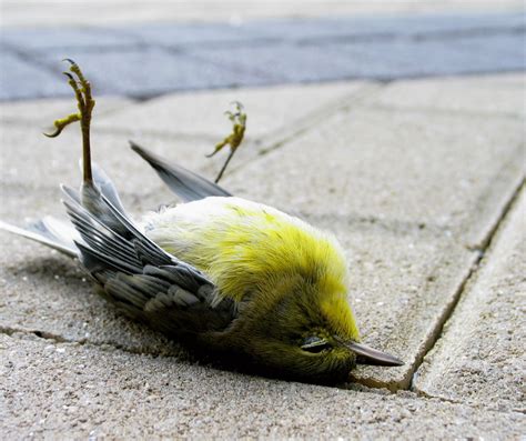 The Dead Bird