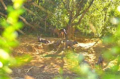 The Deer Park