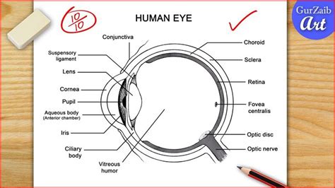 the diagram shows how to draw an eyeball with two lines that are drawn