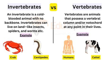 The Difference Between Invertebrates And Vertebrates Compare And Contrast Vertebrates And Invertebrates - Compare And Contrast Vertebrates And Invertebrates