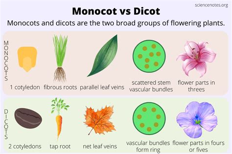 the difference between monocots and dicots