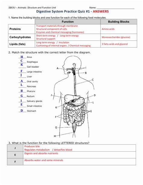 The Digestive System And Nutrition Worksheet Live Worksheets The Human Digestive System Worksheet Answers - The Human Digestive System Worksheet Answers