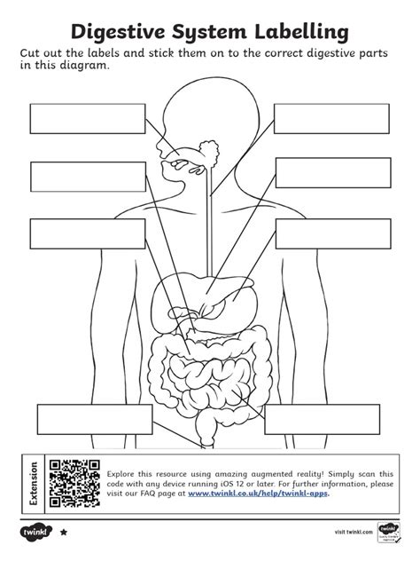 The Digestive System Online Pdf Worksheet Live Worksheets Structure Of The Digestive System Worksheet - Structure Of The Digestive System Worksheet