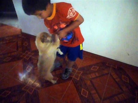 the dog plays dead - Dailymotion Video