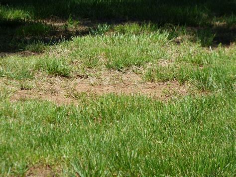 The Dying Grass