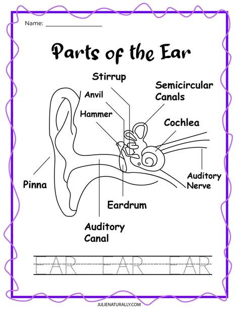 The Ear Worksheet Live Worksheets Human Ear Worksheet - Human Ear Worksheet