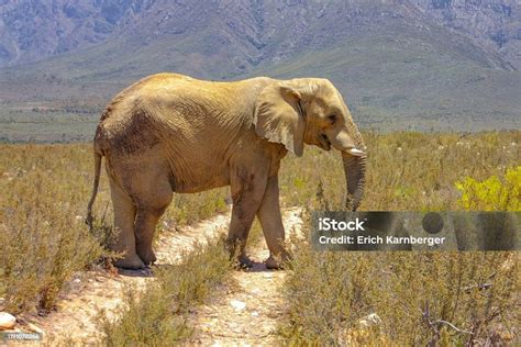The Elephant Crossing