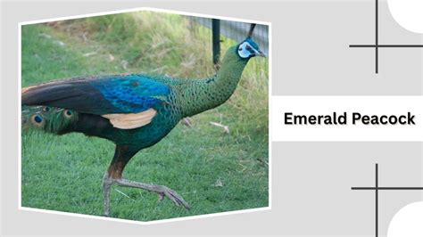 The Emerald Peacock