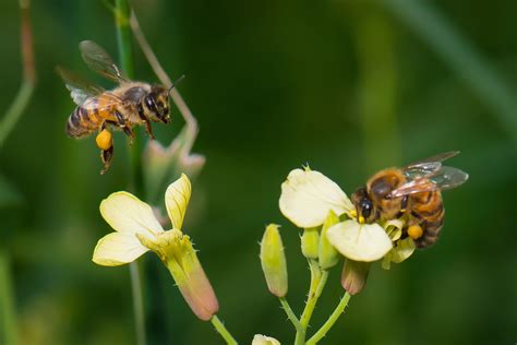 The Emocracy Of Bees