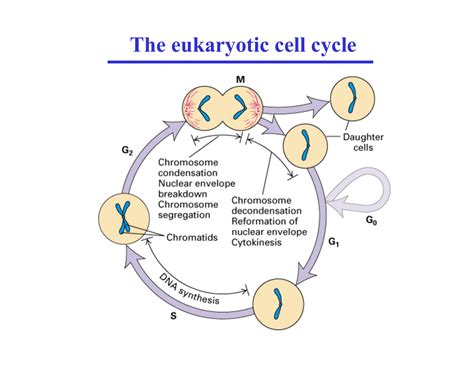 The Eukaryotic Cell Cycle The Cell Ncbi Bookshelf Duplication Division - Duplication Division