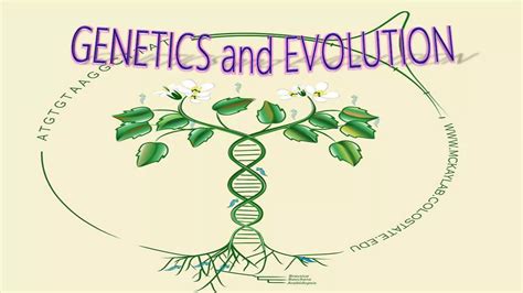 The Evolution And Genetics Of Latin American Populations
