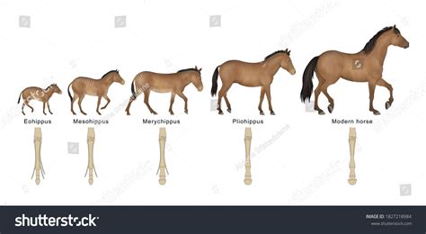 The Evolution Of The Horse In North America Worksheet Answers