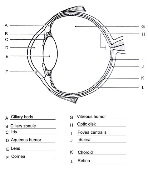 The Eye And Vision Anatomy Worksheet Answers Structure Of The Eye Worksheet - Structure Of The Eye Worksheet