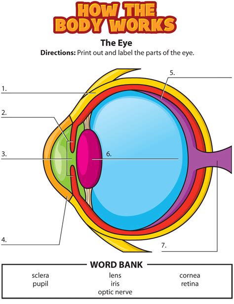 The Eye Worksheet   Learn Parts Of The Eye Worksheet Free Printable - The Eye Worksheet