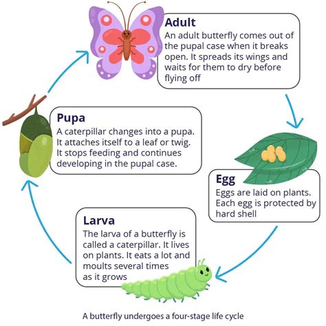 The Fascinating Life Cycle Of The Cecropia Moth Life Cycle Of A Moth - Life Cycle Of A Moth