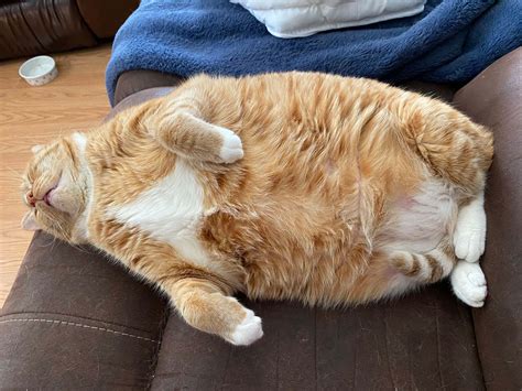 The Fat Cat