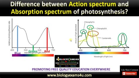 The First Action Spectrum Of Photosynthesis Was Described By