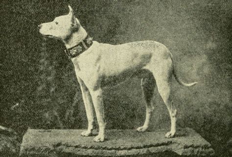 the first dog