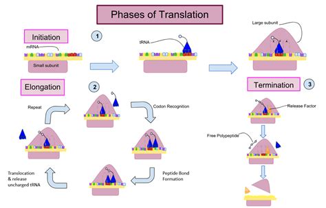 The First Phase Of Translation Is