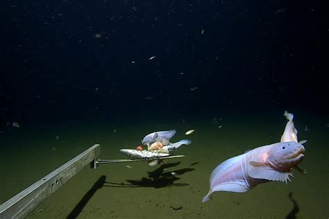The Fish With The Deep Sea Smile