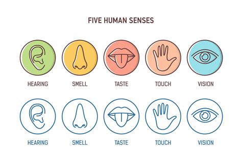 The Five And More Human Senses Live Science Five Senses Science - Five Senses Science