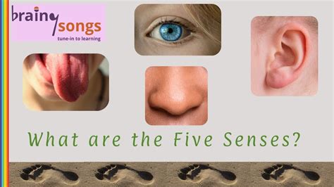 The Five Senses Ask A Biologist 5 Senses Science - 5 Senses Science