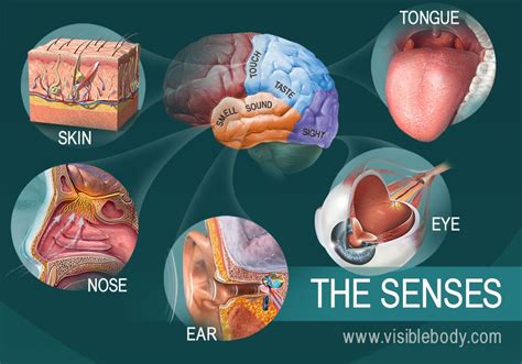 The Five Senses Visible Body 5 Senses Science - 5 Senses Science