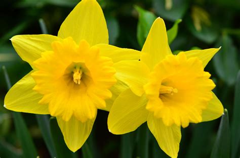 the flower daffodil