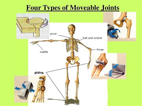 The Four Movable Joints